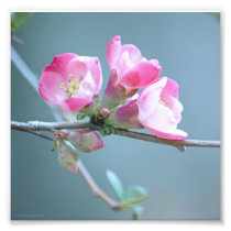 Apple Blossom #P0358 Photo