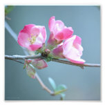Apple Blossom #P0358 Photo
