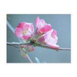 Apple Blossom #P0358 Postcard