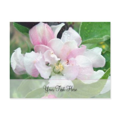 Apple Blossom- Personalise Postcard by xalondrax