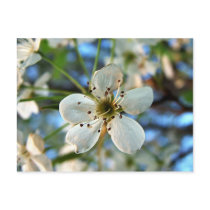 Apple Blossom Post Card