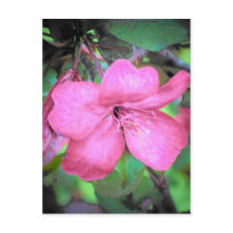 Apple Blossom Postcard