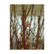 Apple Blossom Postcards