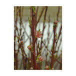 Apple Blossom postcards