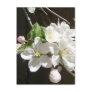 Apple Blossom Postcard