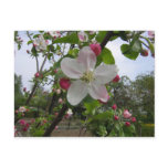 Apple Blossom postcards