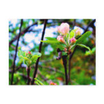 apple_blossom postcards