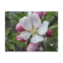 Apple Blossom Post Cards