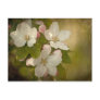 Apple Blossom Postcard