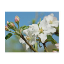 Apple Blossom Postcard