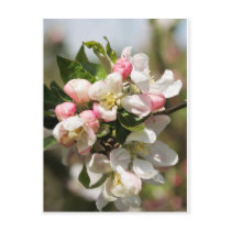 Apple blossom postcard