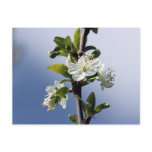 Apple Blossom postcards