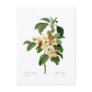 Apple blossom post card