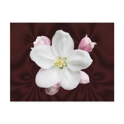 Apple Blossom ~ postcard by Andy2302