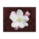 Apple Blossom ~ postcard