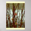 Apple Blossom posters