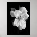 Apple blossom posters