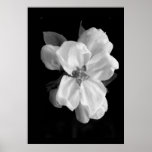 Apple blossom posters