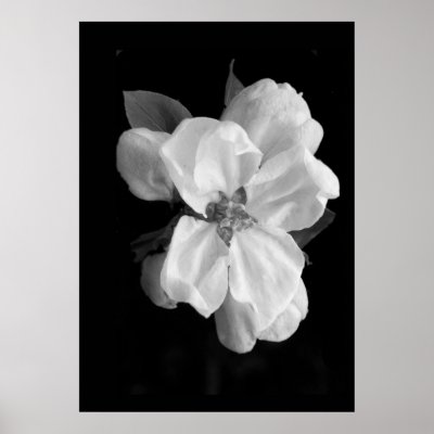 Apple blossom poster by Vaughnfu