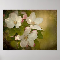 Apple Blossom Poster