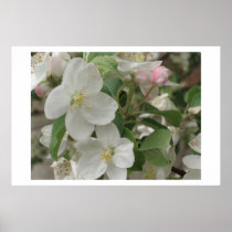 Apple Blossom Posters