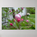 Apple Blossom posters