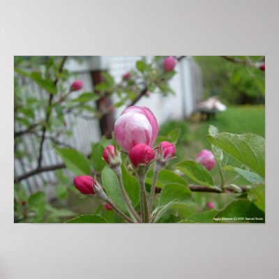 Apple Blossom Print by oculus42