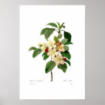 Apple blossom poster