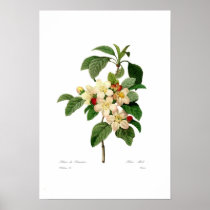 Apple blossom poster