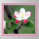 Apple Blossom Poster; Watercolor Impressionistic
