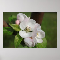 Apple Blossom Print 2