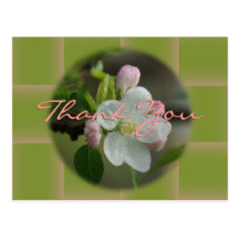 Apple Blossom Thank You or any occasion Postcards