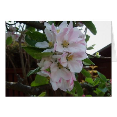 APPLE BLOSSOM TIME CARDS by loraka