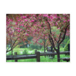 Apple Blossom Time Post Card