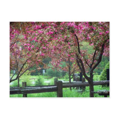 Apple Blossom Time Post Card by dduhaime55