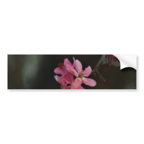 Apple Blossoms and their meaning Bumper Sticker