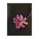 Apple Blossoms and their meaning Post Cards