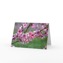 Apple Blossoms Cards