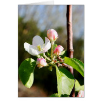 Apple Blossoms Greeting Cards