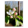 Apple Blossoms Greeting Cards