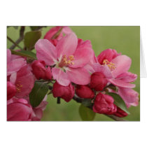 Apple Blossoms Cards