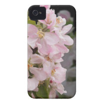 Apple Blossoms