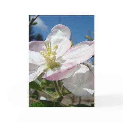 Apple Blossoms Flowers GREETING CARDS CARD NOTE by Basleeartprintgifts