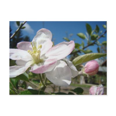 APPLE Blossoms Flowers POST CARDS POST CARD Floral by Basleeartprintgifts