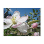 APPLE Blossoms Flowers POST CARDS POST CARD Floral postcards
