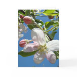 APPLE BLOSSOMS Greeting Card Spring Greeting Cards