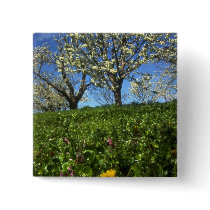 Apple blossoms, Hood River, Oregon Buttons