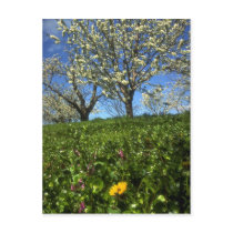 Apple blossoms, Hood River, Oregon Post Card