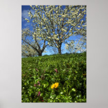 Apple blossoms, Hood River, Oregon Posters