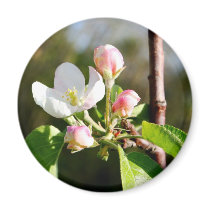 Apple Blossoms Refrigerator Magnet